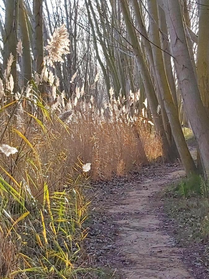 Bonita Cabana De Los Arboles En La Rioja , Durmiendo Entre Arboles Anguciana 外观 照片